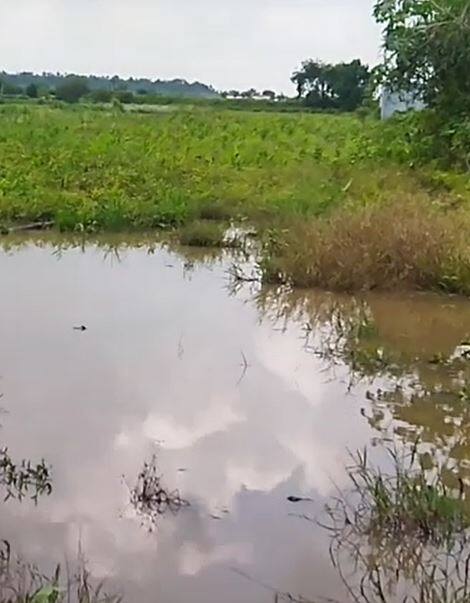 परतीच्या पावसाचा शेतकऱ्यांना फटका