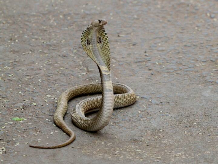 गृहमंत्री अमित शाह के आवास पर मिला पांच फुट लंबा सांप 5 Foot Checkered Keelback Snake Spotted At Amit Shah Residence गृहमंत्री अमित शाह के आवास पर मिला पांच फुट लंबा सांप