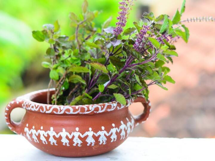 तुलसी - तुलसी का भगवान विष्णु प्रिया माना जाता है. कार्तिक में तुलसी पूजा से भगवान विष्णु के साथ मां लक्ष्मी बहुत प्रसन्न होती हैं. धनतेरस के दिन मुख्य द्वार पर तुलसी का पौधा रखें. इससे मां लक्ष्मी आकर्षित होती हैं और धन का भंडार भर देती हैं. रात्रि में इसे घर के अंदर रख लें.