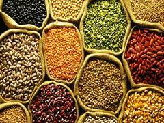 राजस्थान में 1 नवंबर से खरीदी जाएंगी दलहनी-तिहलनी फसलें, सरकार ने बनाए 879 खरीद केंद्र