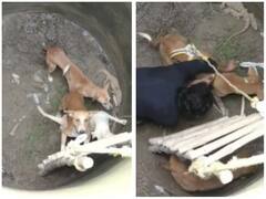 अजगर, सांप और विस्कपरिया से भरे कुएं में गिरे 3 कुत्ते, लोगों ने किया रेस्क्यू