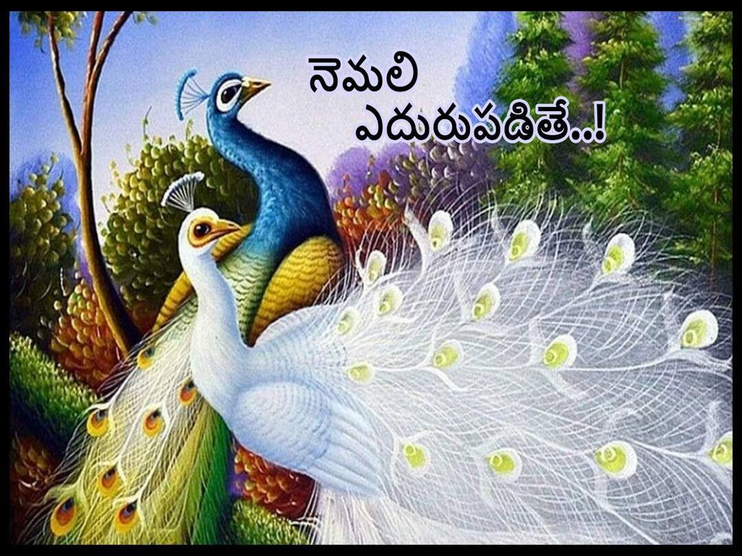 Astrology Tips: Significance of Peacock in Vedic Astrology, Peacock feathers can work to remove bad luck Astrology Tips: నెమలికి - గ్రహదోషాలకు ఏంటి సంబంధం, ఆకస్మికంగా నెమలి ఎదురైనా, కలలో కనిపించినా ఏమవుతుంది!