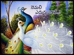 నెమలికి - గ్రహదోషాలకు ఏంటి సంబంధం, ఆకస్మికంగా నెమలి ఎదురైనా, కలలో కనిపించినా ఏమవుతుంది!