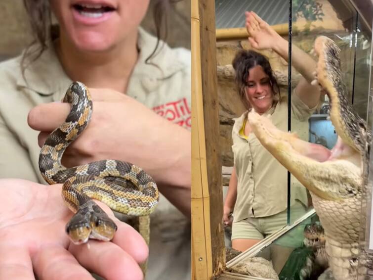 zoo keeper with hungry alligator and two headed snake video goes viral Watch Video: இரட்டை தலை பாம்பு, பசியுடன் காத்திருக்கும் முதலை.... வளர்ப்பு பிராணிகளை அறிமுகப்படுத்தும் பெண் காப்பாளர்!