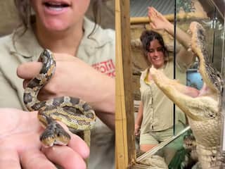 zoo keeper with hungry alligator and two headed snake video goes viral Watch Video: இரட்டை தலை பாம்பு, பசியுடன் காத்திருக்கும் முதலை.... வளர்ப்பு பிராணிகளை அறிமுகப்படுத்தும் பெண் காப்பாளர்!