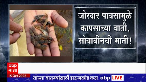 Maharashtra Rain : परतीच्या पावसाचा शेतकऱ्यांना तडाखा,जोरदार पावसामुळे कापसाच्या वाती,सोयाबीनची माती