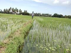 தாளடி நெற்பயிரில் இலைப்பேன் தாக்குதல் - வேளாண் துறை உதவிட விவசாயிகள் கோரிக்கை