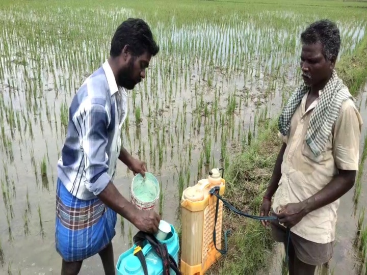 தாளடி நெற்பயிரில் இலைப்பேன் தாக்குதல் - வேளாண் துறை  உதவிட விவசாயிகள் கோரிக்கை