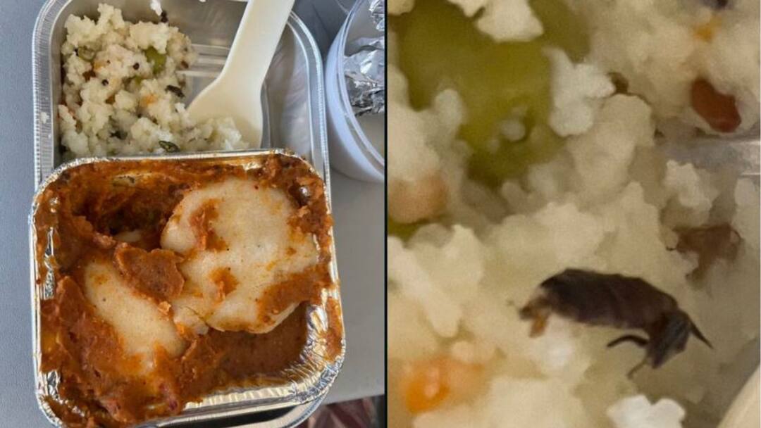Viral Video News Passenger finds cockroach in Vistara flight meal Viral Video: বিলাসবহুল প্লেনের খাবারে আরশোলা! প্যাকেট খুলতেই ভয়ে সিঁটিয়ে যাত্রী