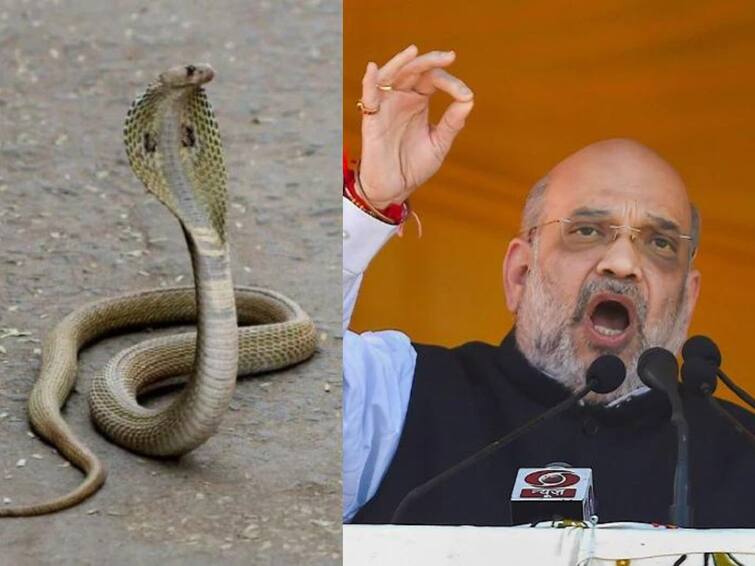 Asiatic Water Snake, 5-Foot Long, Spotted At Amit Shah's Residence Amit Shah: అమిత్‌షా ఇంట్లో పాము, పరుగులు పెట్టిన భద్రతా సిబ్బంది