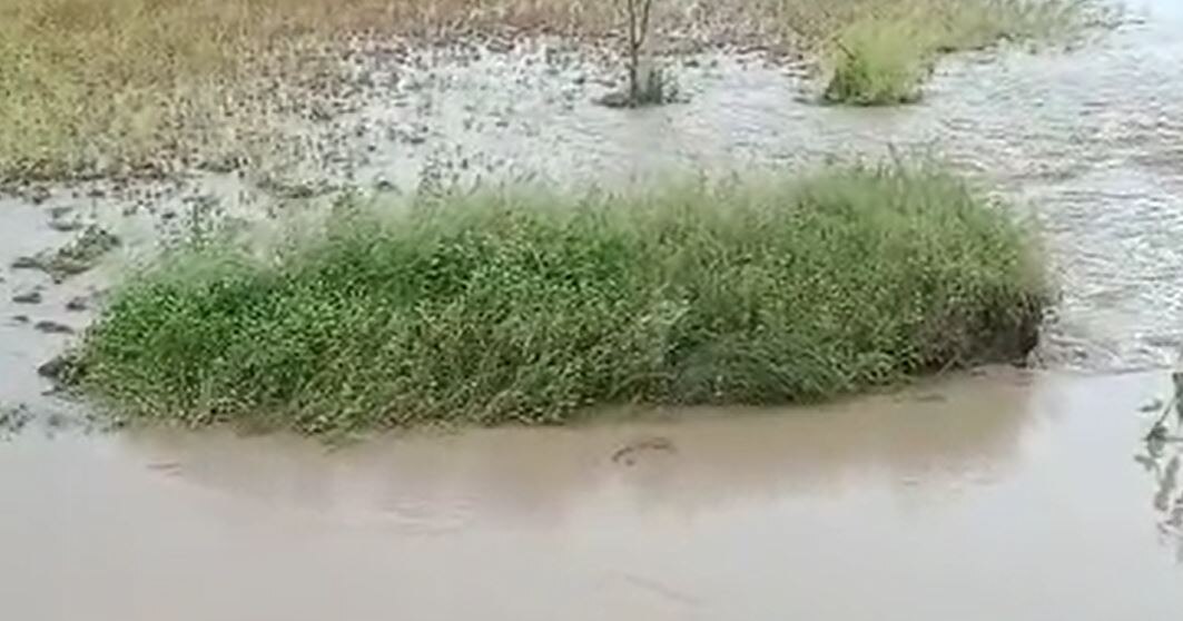 Marathwada Rain : मराठवाड्याला परतीच्या पावसाचा फटका, शेतातच झाला सोयाबीनचा चिखल, शेतकरी संकटात