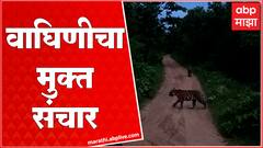 Bhandara Shadow Tiger : शाडो वाघीण आणि तिच्या दोन बछड्यांचा मुक्त संचार