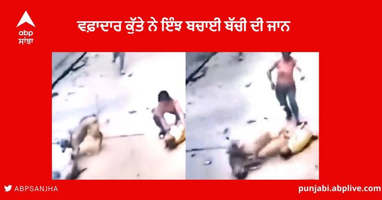 Dog Clashes with stray dog to save his master's daughter video viral on social media Dog video viral : ਮਾਲਕ ਦੀ ਬੇਟੀ ਨੂੰ ਬਚਾਉਣ ਲਈ ਆਵਾਰਾ ਕੁੱਤੇ ਨਾਲ ਭਿੜ ਗਿਆ ਵਫ਼ਾਦਾਰ ਕੁੱਤਾ , ਇੰਝ ਬਚਾਈ ਜਾਨ