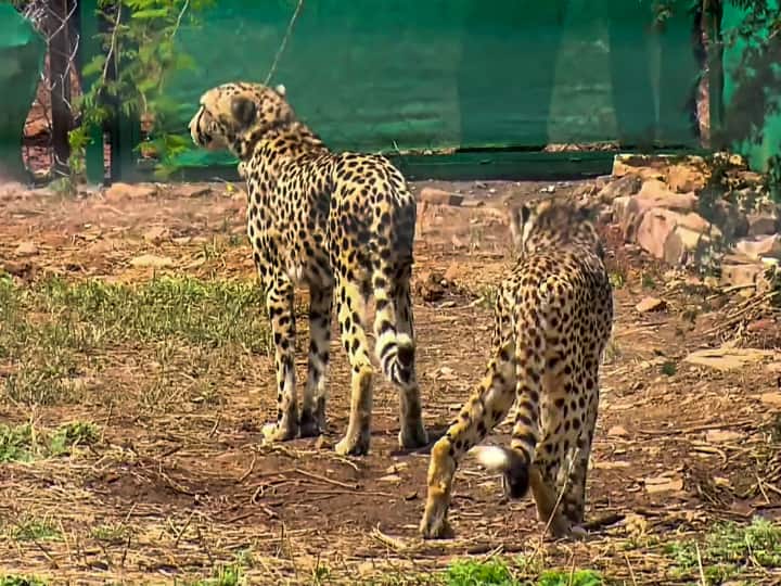 MP Cheetah 8 Cheetahs will not Released in large enclosure of Kuno National Park yet ann MP Cheetah: कूनो पार्क के बड़े बाड़े में नहीं छोड़े जाएंगे नामीबिया से लाए गए 8 चीते, रहेंगे क्वारंटाइन, जानिए वजह