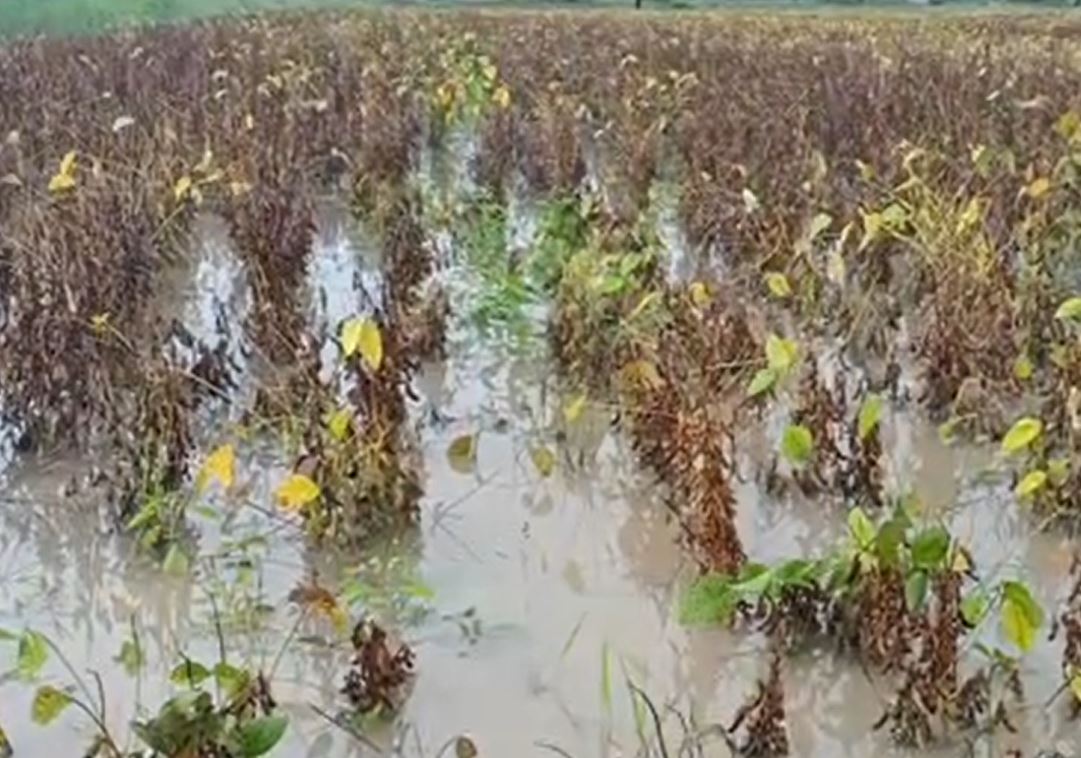 Marathwada Rain : मराठवाड्याला परतीच्या पावसाचा फटका, शेतातच झाला सोयाबीनचा चिखल, शेतकरी संकटात