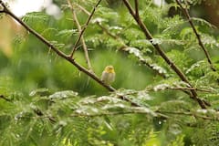 Kali Puja 2022 : আগামী ২-৩ দিনে বর্ষা বিদায়, তবে নিম্নচাপ ঘনাচ্ছে কালীপুজোর আগেই