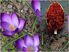 Saffron: కుంకుమ పూవు ఎందుకంత ఖరీదు? దీన్ని తింటే పిల్లలు తెల్లగా పుడతారన్నది ఎంతవరకు నిజం?