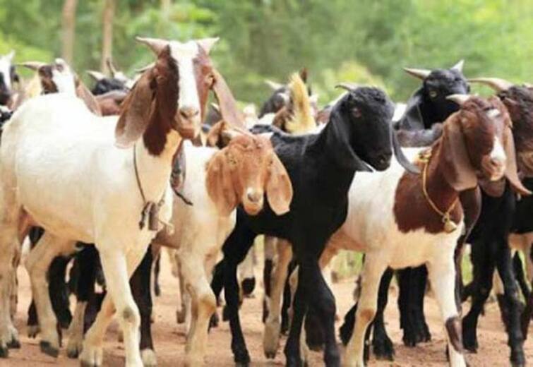 pudukottai: Public demand to take appropriate action against goat thieves  TNN புதுக்கோட்டை மாவட்டத்தில் தொடர் ஆடு திருட்டு -   நடவடிக்கை எடுக்க மக்கள் கோரிக்கை