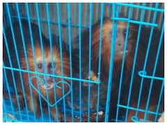 Mizoram: 140 Exotic Birds And Animals Rescued In Champhai, Three Arrested