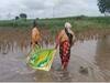 Marathwada Rain : मराठवाड्याला परतीच्या पावसाचा फटका, शेतातच झाला सोयाबीनचा चिखल, शेतकरी संकटात