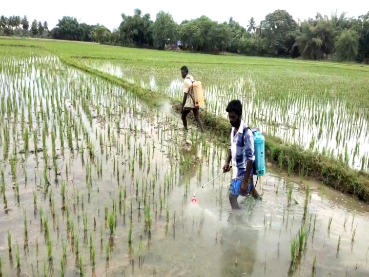 தாளடி நெற்பயிரில் இலைப்பேன் தாக்குதல் - வேளாண் துறை  உதவிட விவசாயிகள் கோரிக்கை