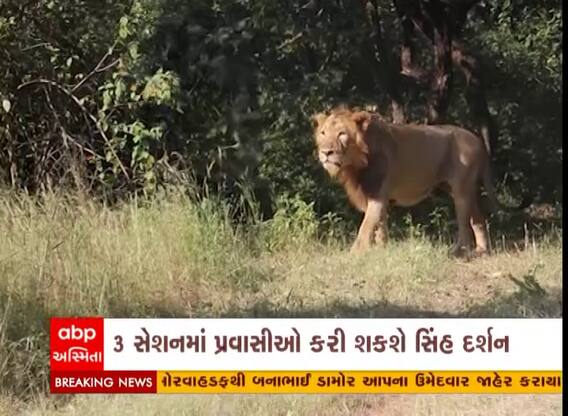 ગીરમાં વનરાજાનું મોનસૂન વેકેશન પૂર્ણ, સિંહ દર્શન આજથી શરુ