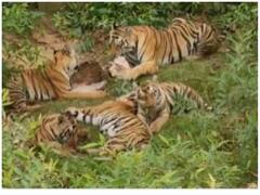 एक साथ पेट भर रहा बाघिन का परिवार, सोशल मीडिया पर दे रहा खास संदेश