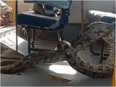 रायबरेली में खाली पड़ी स्कूल बस में जा घुस अजगर, निकालने में वन विभाग के छूटे पसीने, सामने आया ये वीडियो