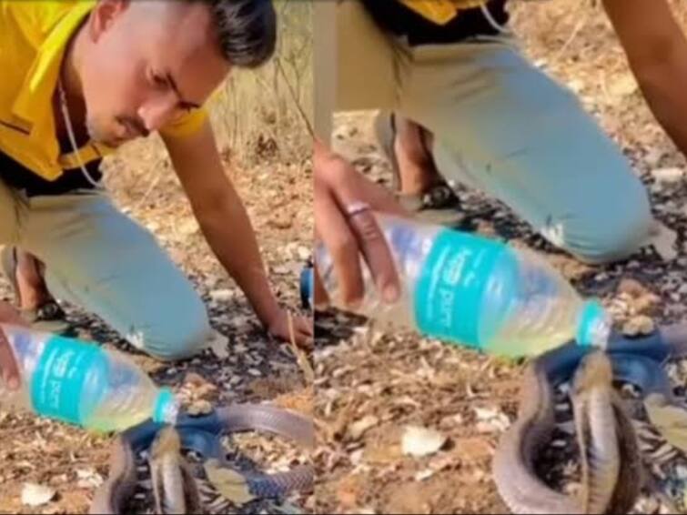 Watch video Man feeds water to thirsty cobra viral video impresses Internet Watch Video: தண்ணீர் கொடுத்து தாகத்தை தணிக்கும் மனிதர்! உறிஞ்சி குடிக்கும் விஷம் கொண்ட பாம்பு! வைரலாகும் வீடியோ!