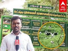 Kollukudipatti Bird Sanctuary : பறவைகளுக்காக தியாகம்.. பாராட்டப்படும் கிராமம்.. என்ன காரணம்..?
