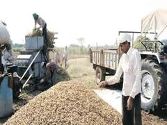 एमएसपी से नीचे पहुंचीं मूंगफली की कीमतें, तिलहन किसानों को भारी नुकसान की आशंका
