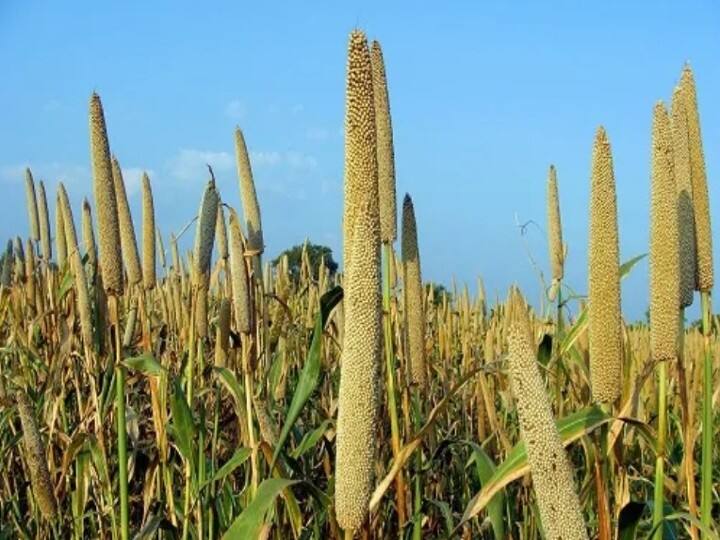 Farmers of Rajasthan demanding from the government to buy millet at MSP ann Rajasthan News: एमएसपी पर खरीद न हुई तो बाजरा किसानों को होगा 3300 करोड़ का नुकसान, कैसे? पढ़ें डिटेल रिपोर्ट