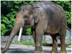 Endangered Animals: दुनिया में ये जीव हैं विलुप्त होने की कगार पर, इनकी संख्या में है भारी गिरावट! यहां देखें