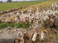 தஞ்சை: குறுவை அறுவடை முடிந்த வயல்களில் மேயும் ஆயிரக்கணக்கான வாத்துக்கள்!