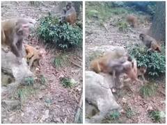 बच्चे को उठा कर फेंका तो मां ने सिखाया सबक, रोंगटे खड़े कर देगा वीडियो