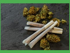 गांजा फूंकने के बाद क्यों हो जाता है दिमाग आउट ऑफ कंट्रोल? जानिए क्या छेड़छाड़ करता है ये हमारे दिमाग के साथ