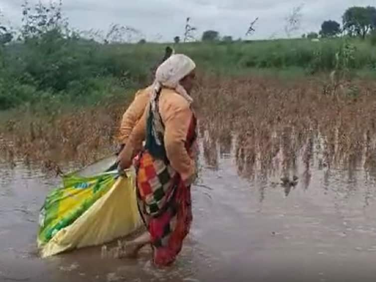 Guardian Minister Tanaji Sawant took cognizance of ABP Majha report, ordered Panchnama of damage crop in Parbhani district Agriculture News : एबीपी माझाच्या वृत्ताची पालकमंत्री सावंतांनी घेतली दखल, परभणी जिल्ह्यात नुकसानीच्या पंचनाम्याचे आदेश