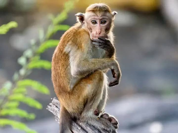 Shimla News Monkey snatches a bag full of notes from a person who came to deposit cash in the bank ann Shimla News: बिल जमा करने गए शख्स का कैश से भरा  बैग छीनकर भागा बंदर, हवा में उड़ाए नोट