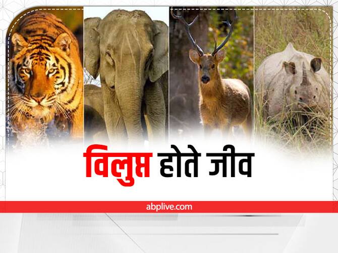 These Animals In The World Is On The Verge Of Extinction Know Here | Endangered Animals: दुनिया में ये जीव हैं विलुप्त होने की कगार पर, इनकी संख्या में है भारी गिरावट! These Animals In The World Is On The Verge Of Extinction Know Here | Endangered Animals: दुनिया में ये जीव हैं विलुप्त होने की कगार पर, इनकी संख्या में है भारी गिरावट!