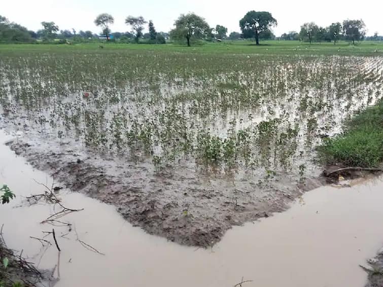 Maharashtra Rain News Heavy rains in various parts of the state, major damage to agricultural crops Maharashtra Rain : राज्याच्या विविध भागात पावसाची हजेरी, शेती पिकांना मोठा फटका, आजही राज्यात पावसाची शक्यता