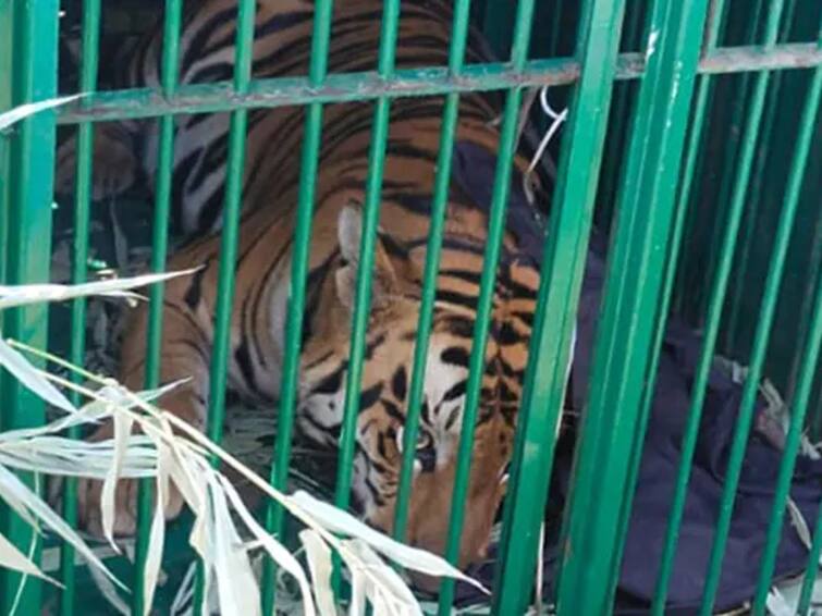 Tiger, Roaming In Bhopal College For Over 10 Days, Captured 10 நாட்களாக கல்லூரிக்குள் சுற்றித்திரிந்த புலி பத்திரமாக மீட்பு!