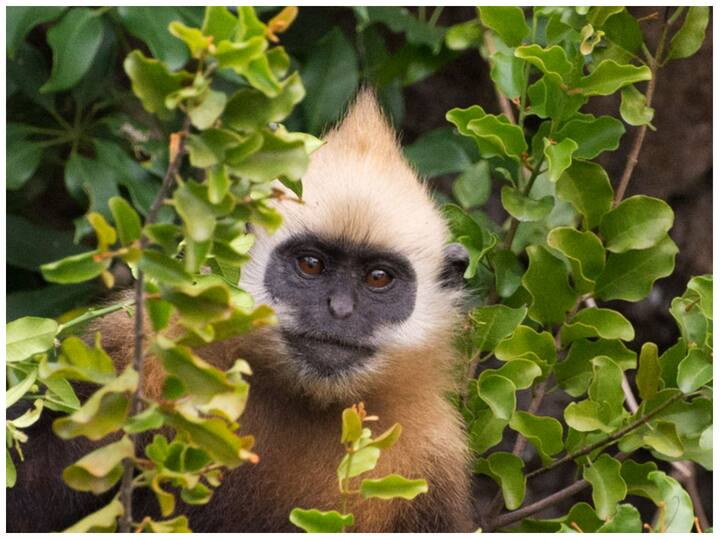 कैट बा लंगूर: सफेद सिर वाला लंगूर, या कैट बा लंगूर IUCN रेड लिस्ट के गंभीर रूप से लुप्तप्राय वर्ग में सूचीबद्ध है . यह केवल कैट बा द्वीपसमूह में पाया जा सकता है. 1999 में, कैट बा लंगूर की आबादी एक खतरनाक स्तर तक गिर गई थी, जिससे कई जर्मन संगठनों को 2000 में कैट बा लंगूर प्रजातियों के विलुप्त होने को रोकने के लिए कैट बा लंगूर संरक्षण परियोजना स्थापित  करने के लिए मजबूर होना पड़ा. वर्तमान में, कैट बा लंगूर विलुप्त होने के कगार पर है.