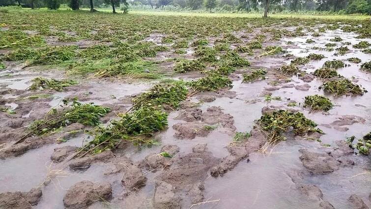 Gujarat government to announce relief package for farmers check details Gujarat Agriculture Package: ખેડૂતો માટે મોટા સમાચાર, વરસાદથી પ્રભાવિત જિલ્લામાં રાહત પેકેજની જાહેરાત કરશે સરકાર