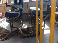 Giant 80 kg Python Found Inside School Bus in UP's Raebareli. Watch Video