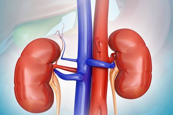 Kidney Health: શરીરને સ્વસ્થ રાખવા માટે સ્વસ્થ કિડની હોવી ખૂબ જ જરૂરી છે.પરંતુ આપણી ખાવાની આદતો લીવર પર ખરાબ અસર કરી શકે છે. તેથી શરીરને સ્વસ્થ રાખવા માટે કિડનીને સ્વસ્થ રાખવી ખૂબ જ જરૂરી છે.