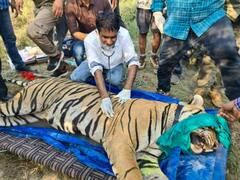 रणथंबोर से सरिस्का टाइगर रिजर्व में एक और बाघ को किया गया शिफ्ट, कुनबा बढ़कर 25 हुआ