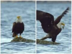 केकड़े का शिकार बाज को पड़ा भारी, एक ही वार ने ठिकाने लगाई अक्ल 