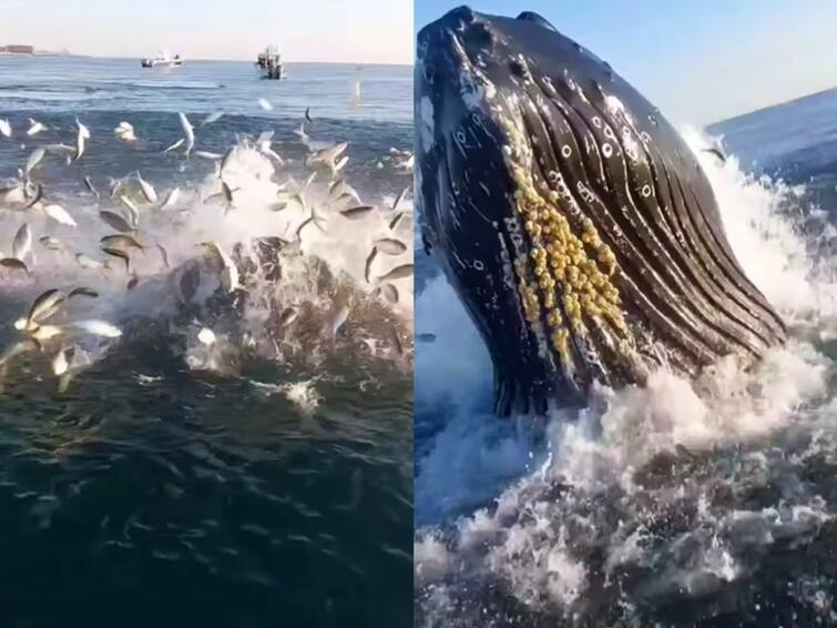 massive humpback whale hitting the side of boat video goes viral Viral Video: படகின் அருகில் வந்து டைவ்... மீன் பிடிக்கச் சென்றவர்களை திணறடித்த ராட்சத ஹம்ப் பேக் திமிங்கலம்!