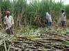 Sugarcane: पुन्हा अतिरिक्त उसाचा प्रश्न पेटणार! औरंगाबाद विभागात सरासरी 20 टक्क्यांनी वाढले ऊसाचे क्षेत्र