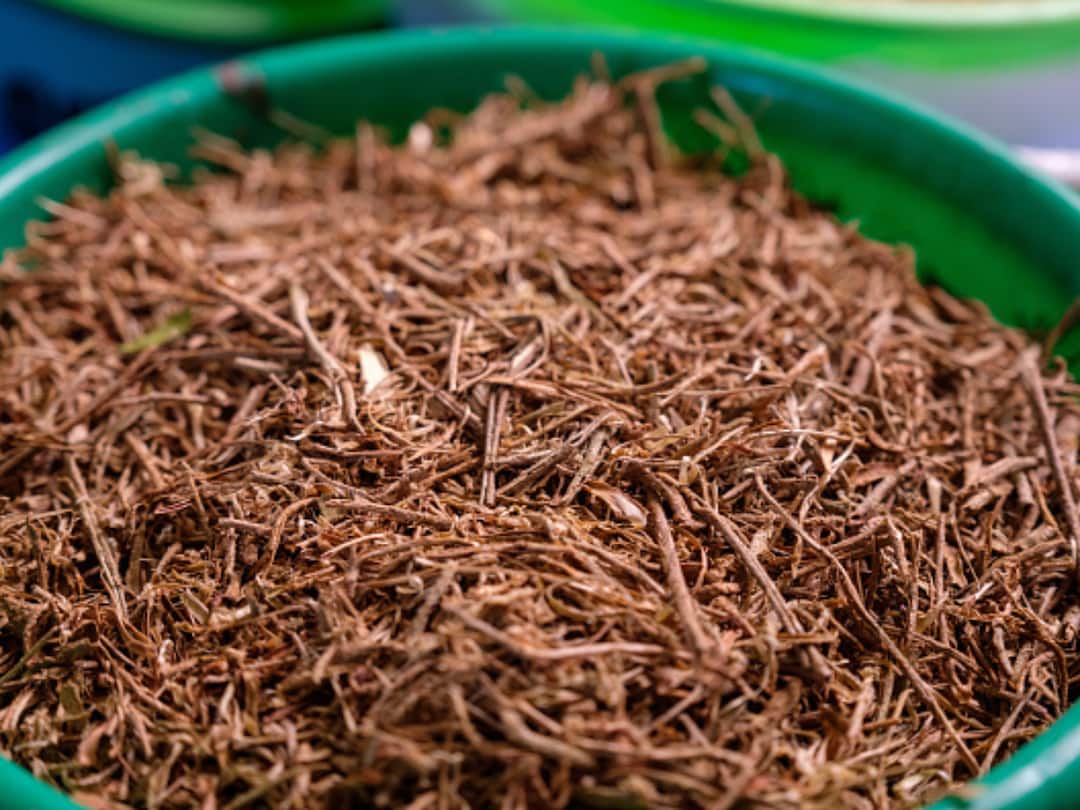 Know Benefits Of Inducing Ashwagandha In Your Daily Routine, know in details Ashwagandha: প্রতিদিনের তালিকায় রাখুন অশ্বগন্ধা, রইল এর উপকারিতাগুলি